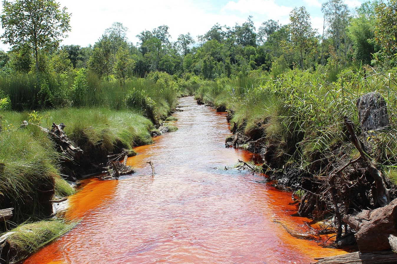 Slaughterhouse wastewater treatment